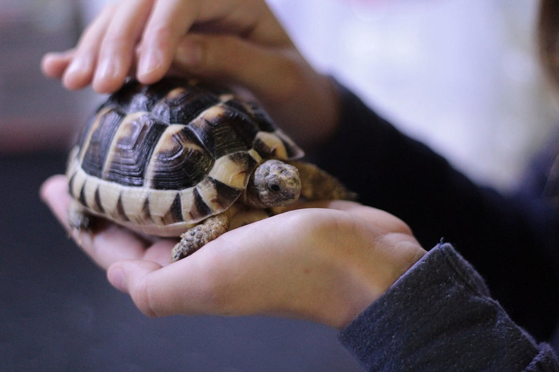 An Answered Prayer and a Three -Legged Turtle